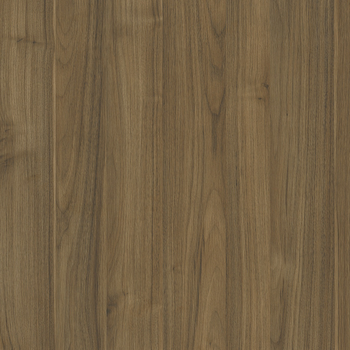 K24_Dalia_Dalia_Sequoia_48x96_50dpi